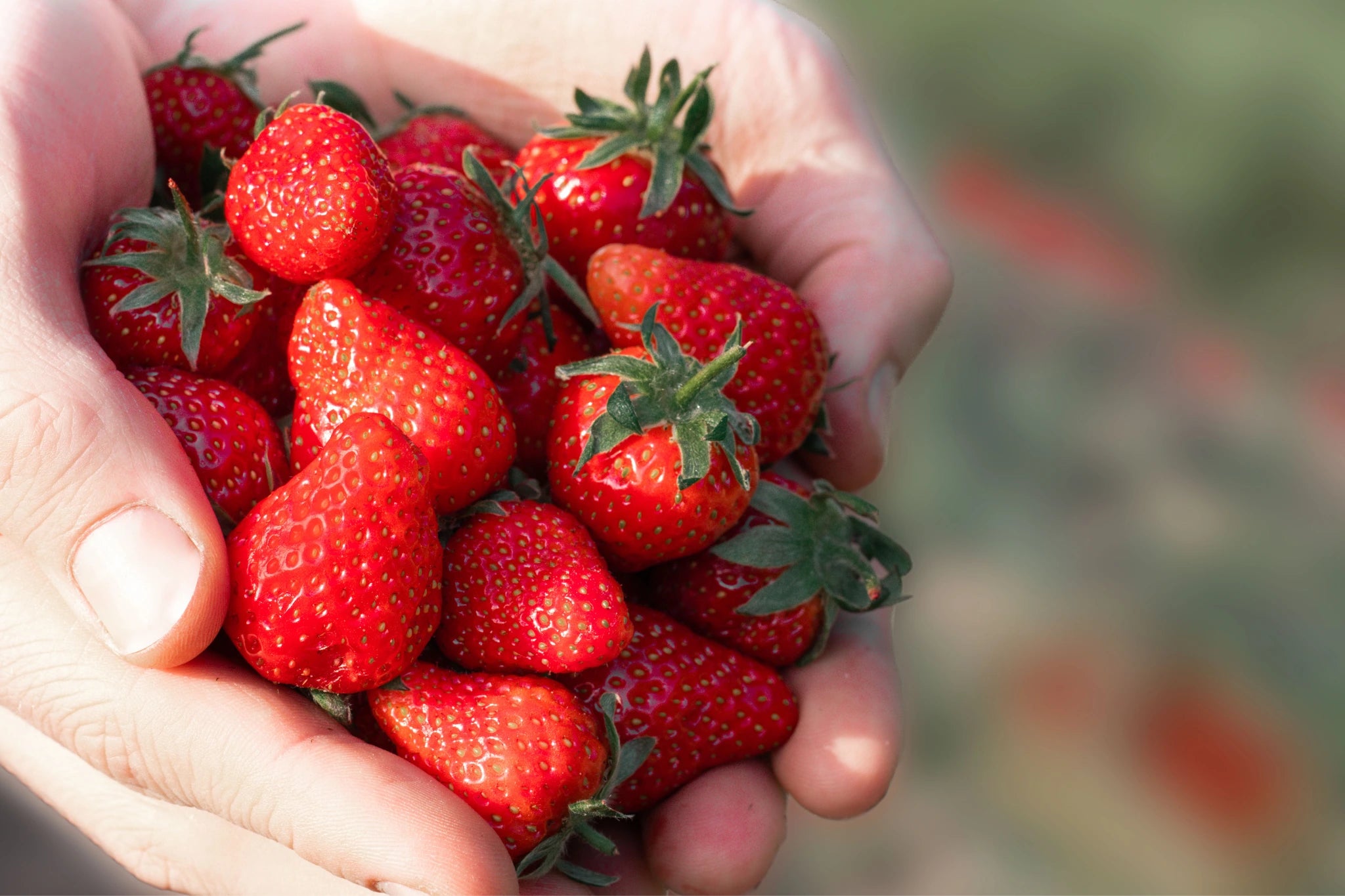 Frische Erdbeeren nach der Ernte