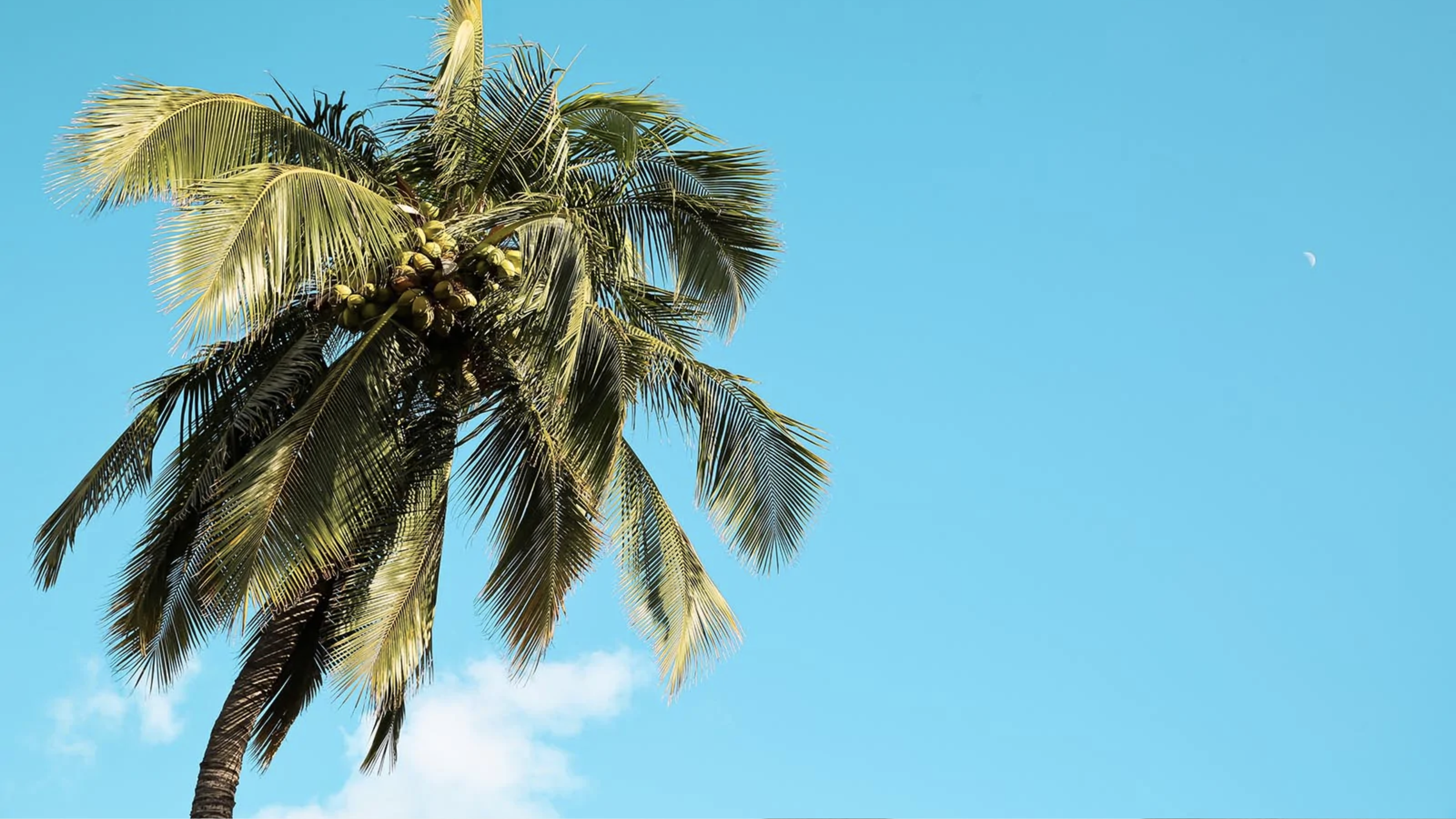 Palm med kokosnötter