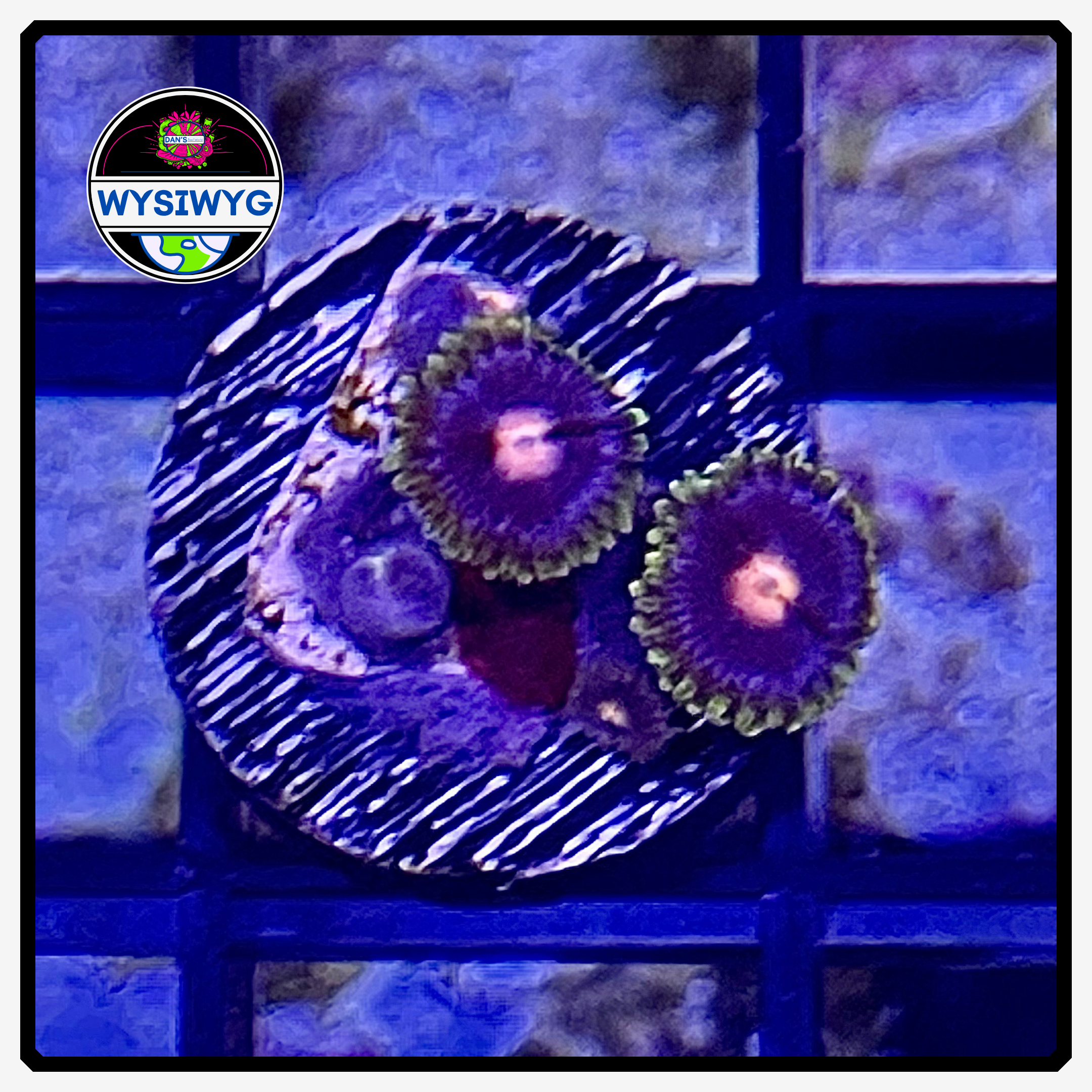 Blue Hornet Zoanthid Frag WYSIWYG 1