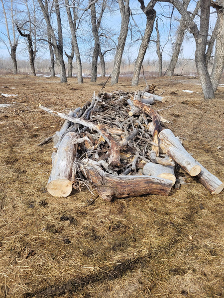 A seed bank is built from dead narrowleaf cottonwood trees by building a bank out of old logs perpendicular to the direction of the wind. This is filled in with branches and bark to retain moisture, protect the seeds and young plants.