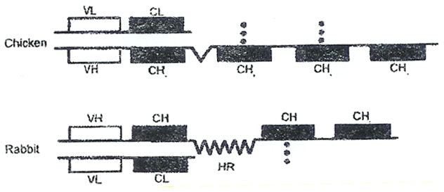 Chicken Antibodies -  IGY