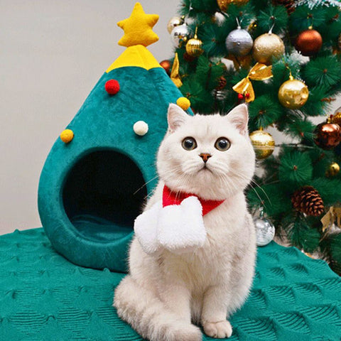 Le Chat De Noël Se Trouve Avec Un Cadeau Sous L'arbre Du Nouvel An. Chaton  Animal Avec Boîte-cadeau Pour Noël Sur Un Pull De Noël Moche à L'intérieur  De La Maison.