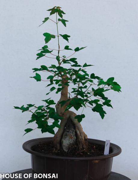 Trident Green Maple with Root Over Rock Specimen Bonsai ...