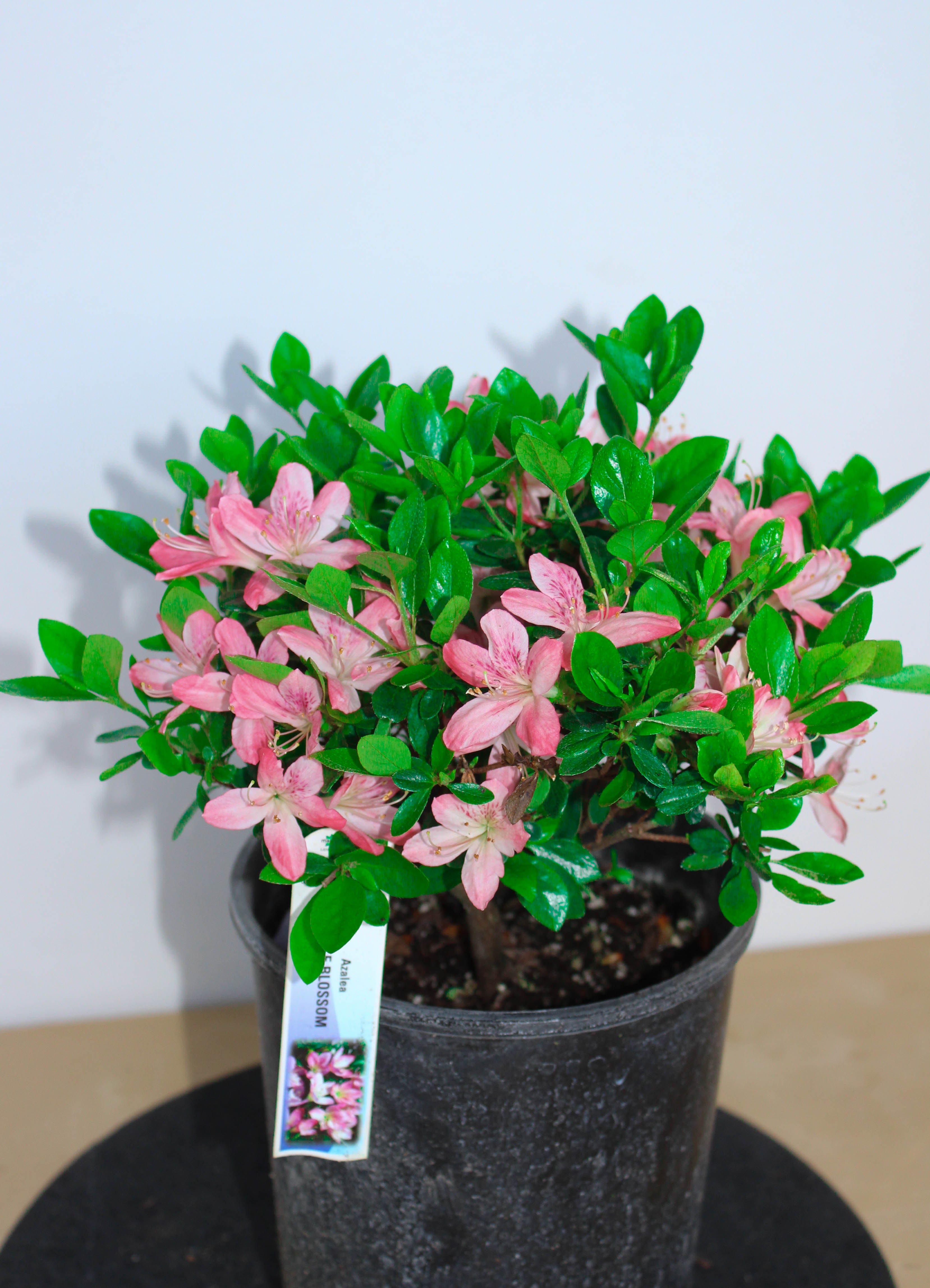 Japanese Satsuki Azalea Apple Blossom Flowers House Of Bonsai