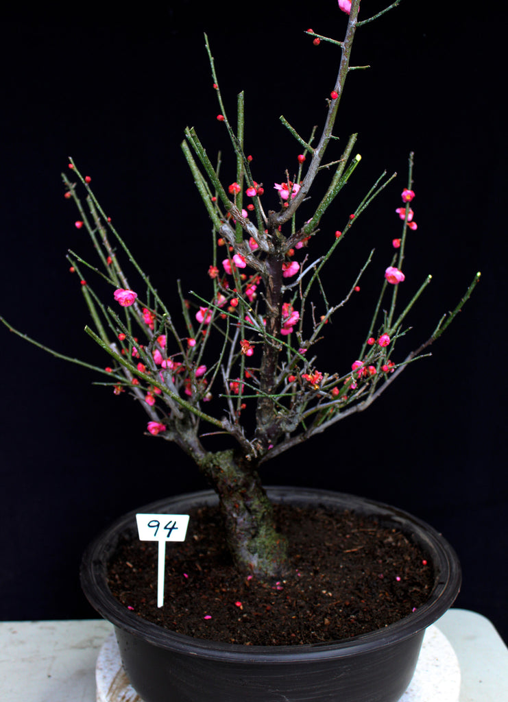 Flowering Fruiting Apricot Specimen Bonsai Tree House Of Bonsai