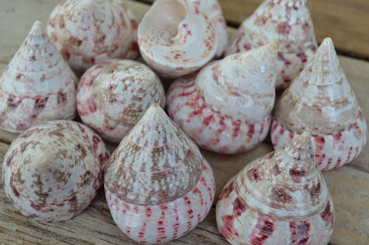 Red Banded Trochus Snail (Trochus sp.) - Salty Underground