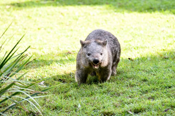 Australian Wombat