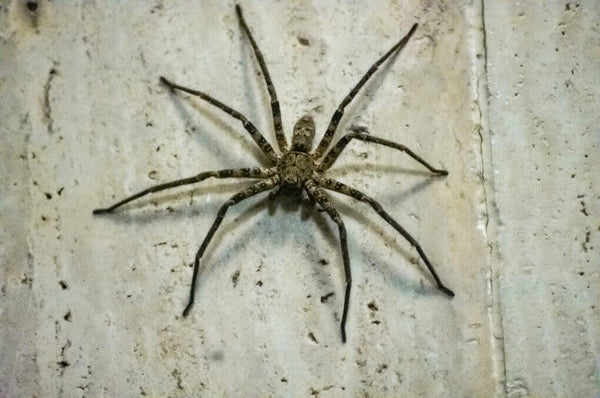 giant spider australia huntsman