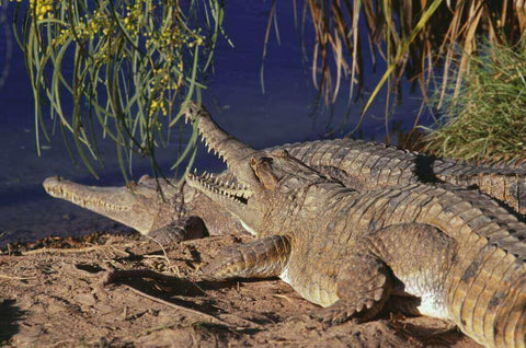 Crocordrile Australie