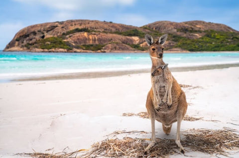 Kangaroo Australian Animals
