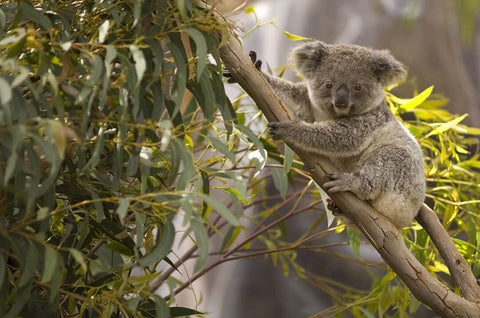 Koalas Animales Australianos