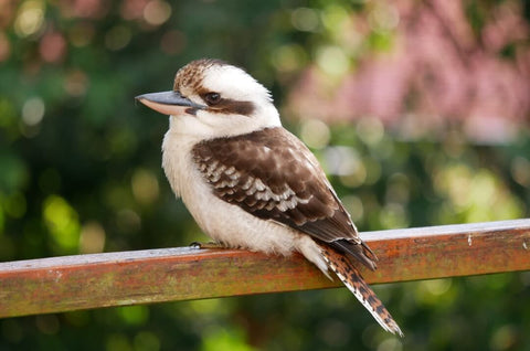 Oiseau australien Kookaburra