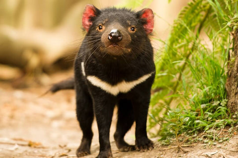 Tasmanian Devil Australia