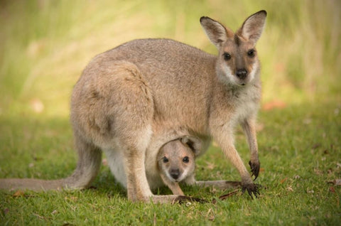 Wallaby Animales australianos