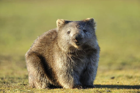 Wombat Animaux Australiens