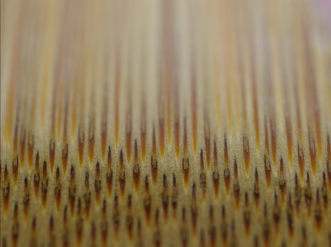 Microscopic view of bamboo fibers