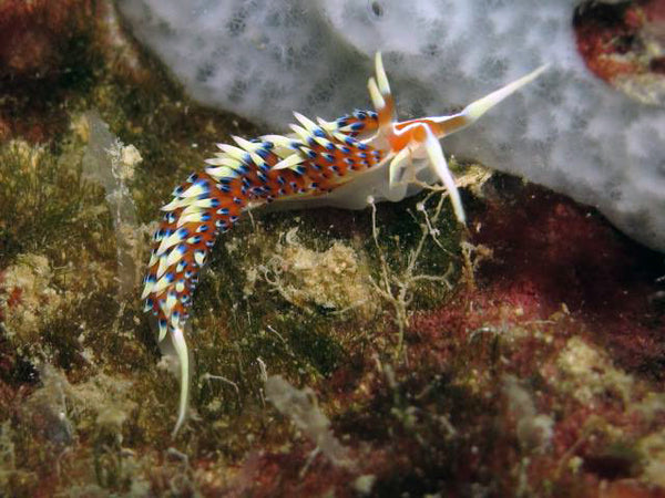 Phidiana Indica Nudibranche sur le site de plongée de Twins Peak. Koh Tao, Thaïlande