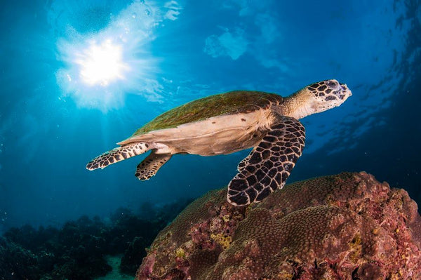 Hawksbill turtle at Shark island, Koh Tao