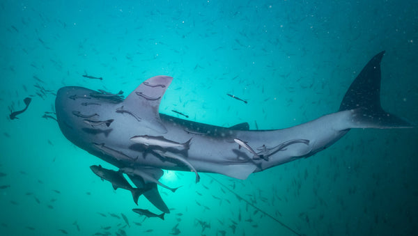 Tiburón ballena en el pináculo de Chumphon