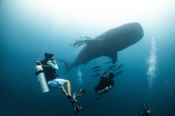 squalo balena con subacquei a Koh Tao, Thailandia