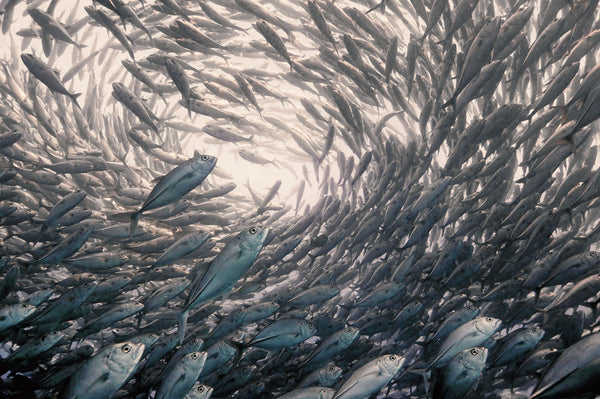 école de carangues à sail rock site de plongée, koh tao