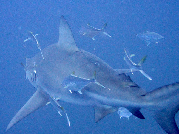 Tiburón toro en Sail Rock en 2014