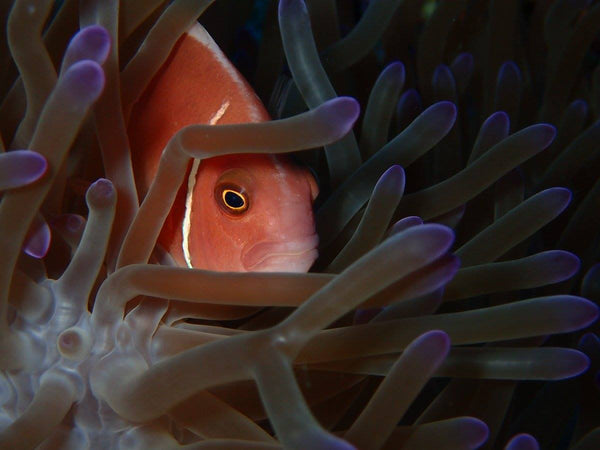 Anemone fish playing hide and seek, Lighthouse bay dive site. Koh Tao