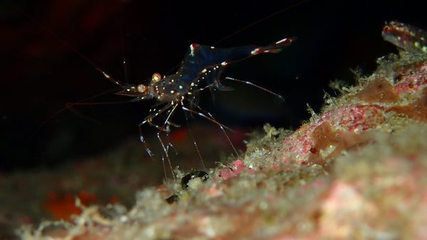 Crevettes fantômes sur le site de plongée de Lighthouse Bay. Koh Tao