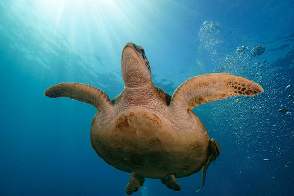 Tortuga en el sitio de buceo Twins en Koh Tao, Tailandia