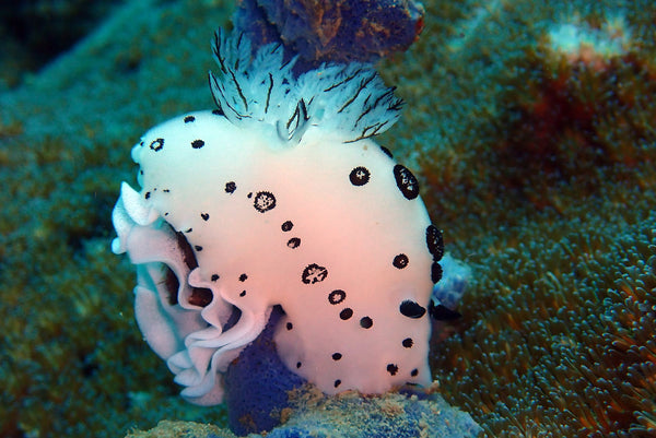 Conejito de mar o nudibranquio Jorunna