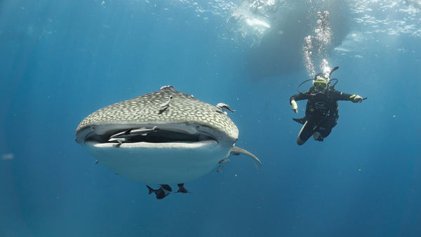 Squalo balena al Chumphon Pinnacle Koh Tao