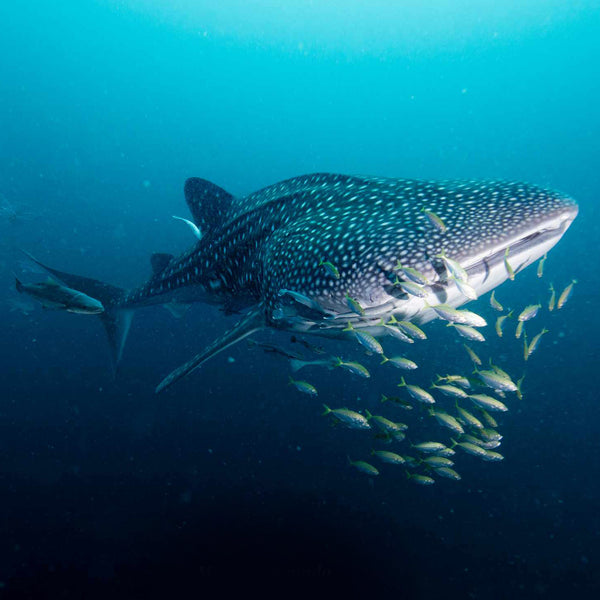 Squalo balena nel sito di immersione di Chumphon Pinnacle, dicembre 2024