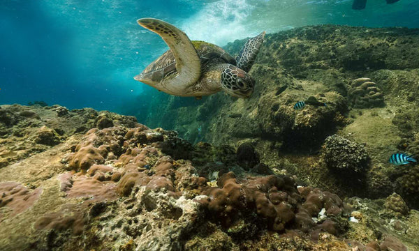 Sea turtle at Tanote bay dive site, koh tao