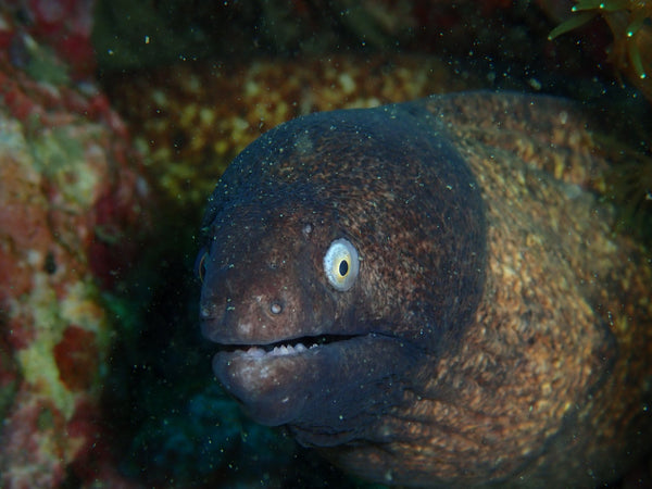 White Eyed Moray eel at Sail Rock