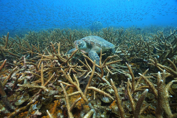 Tartaruga marina che sgranocchia coralli nel sito di immersione del faro. Koh Tao, Tailandia