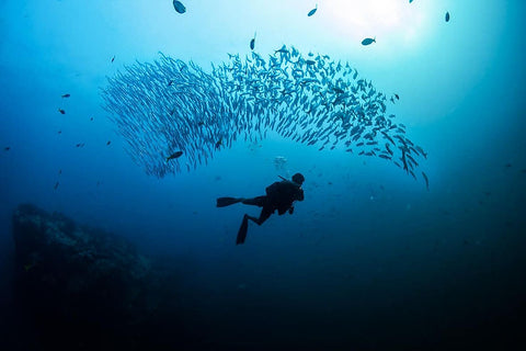 buzo con escuela de peces en Koh Tao, Tailandia