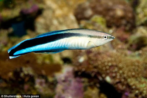 Cleaner Wrasse fish
