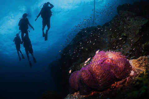 Divers during a night dive on front of sea ​​anemones on Koh Tao