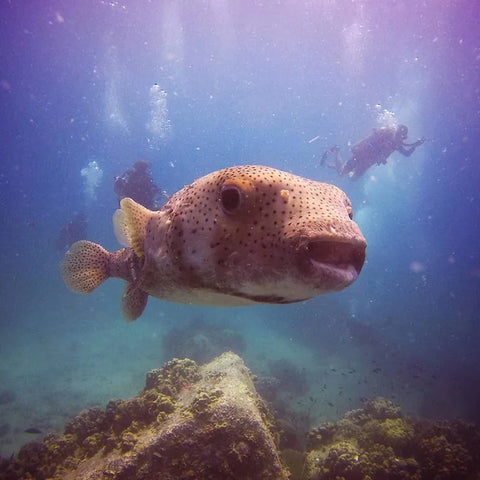 Pufferfish สังเกตโดยนักดำน้ำ