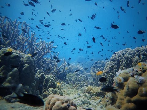 fragile marine life, school of fishes and coral reefs at Koh Tao