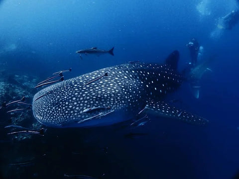 Whale shark with divers