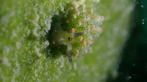 underwater microorganism at Koh Tao, Thailand