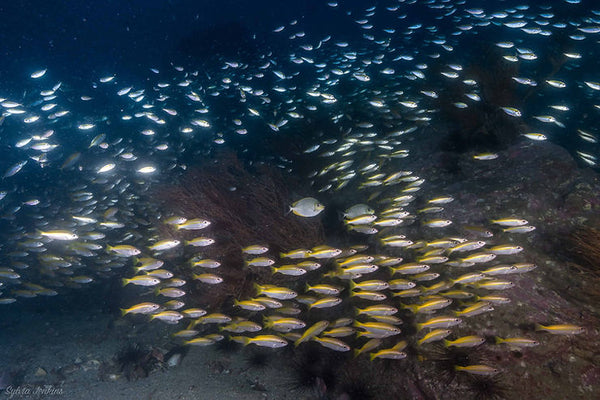 a school of fish during night dive