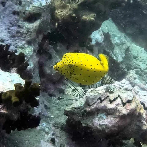 Boxfish สีเหลือง