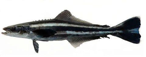 Cobia fish