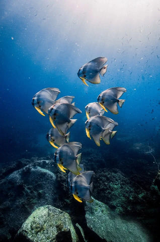 School of Batfish