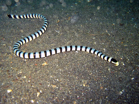 Banded Sea Snake or krait