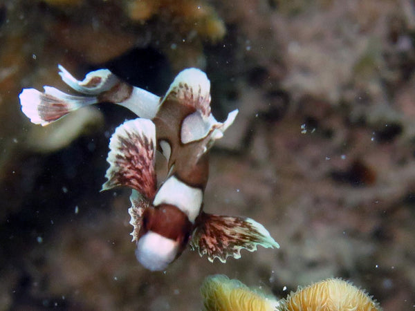 芒果湾潜水点的可爱小丑石斑鱼。泰国涛岛