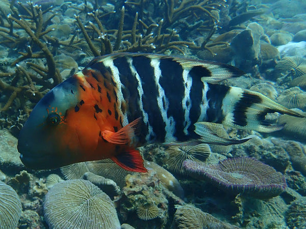 Il labride dal petto rosso al sito di immersione di Mango Bay, Koh Tao. Tailandia