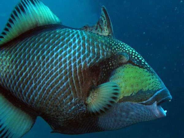 Koh Tao Titan Triggerfish